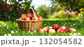 Fresh red apples in big wicker basket on the ground in garden in sunny August day, selective focus. 132054582