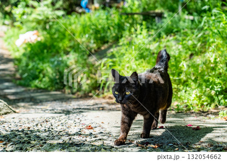 《広島県》尾道・坂の街の風景 132054662