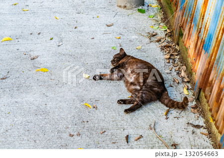《広島県》尾道・坂の街の風景 132054663