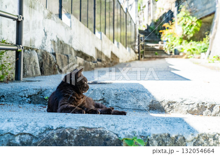 《広島県》尾道・坂の街の風景 《広島県》尾道・坂の街の風景 132054664