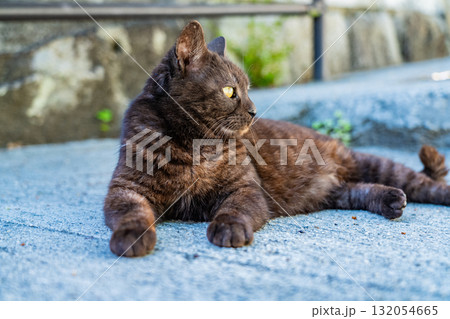 《広島県》尾道・坂の街の風景 《広島県》尾道・坂の街の風景 132054665