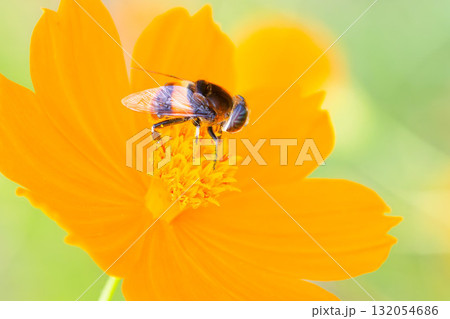 キバナコスモスに留まるオオハナアブ 132054686