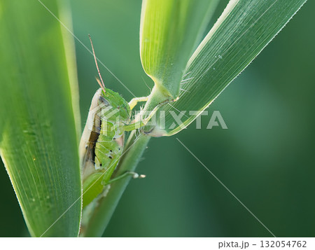 イネ科の植物を食べるイナゴ 132054762