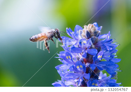 花の蜜を吸うミツバチ 132054767