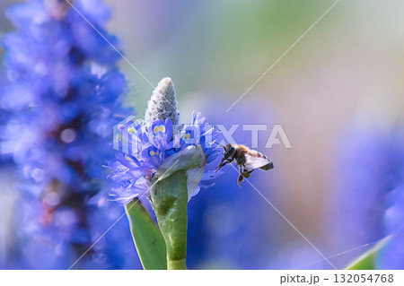 青い花の蜜を吸うミツバチ 青い花の蜜を吸うミツバチ 132054768