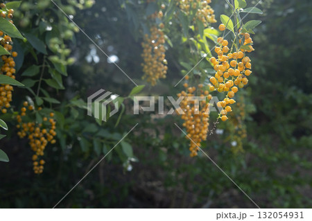 黄色いキンモクセイの花 黄色いキンモクセイの花 132054931