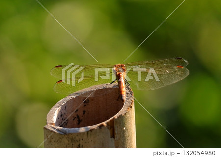 羽を休めるトンボ　《日常》 132054980