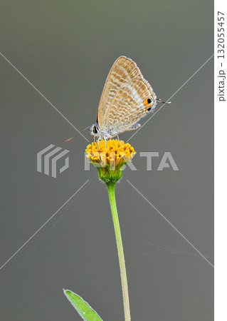 花の蜜を吸うウラナミシジミ 花の蜜を吸うウラナミシジミ 132055457