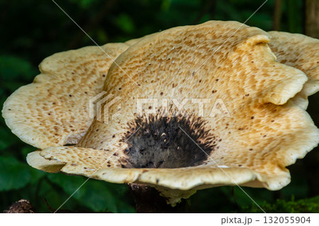Cerioporus squamosus, also known as Pheasant's back mushrooms and dryad's saddle, is a basidiomycete bracket fungus found growing on dead trees 132055904
