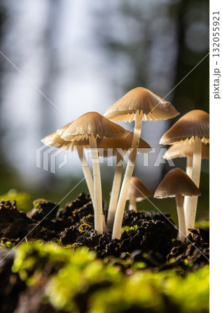Wild mushrooms grow among the forest floor, showcasing Amanita phalloides and Mycena galericulata under a canopy of trees in late afternoon light Wild mushrooms grow among the forest floor, showcasing Amanita phalloides and Mycena galericulata under a canopy of trees in late afternoon light 132055921