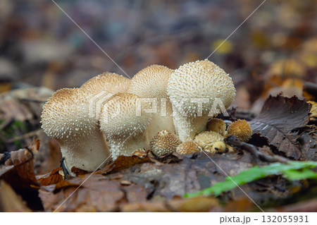 A detailed view of a Lycoperdon perlatum mushroom, also known as the common puffball, sitting on the forest floor. Its textured, round shape contrasts with the earthy surroundings 132055931