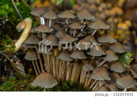 A variety of mushrooms are currently growing on a tree stump A variety of mushrooms are currently growing on a tree stump 132055932