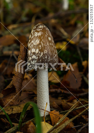 Coprinopsis Picacea also known as Magpie fungus poisonous mushroom in forest Coprinopsis Picacea also known as Magpie fungus poisonous mushroom in forest 132055937