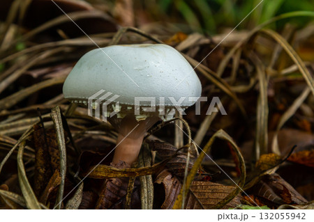 Neofavolus alveolaris mushroom grows among fallen leaves and grass in a lush forest environment during autumn Neofavolus alveolaris mushroom grows among fallen leaves and grass in a lush forest environment during autumn 132055942