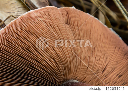 Close-up view of mushroom gills, linear patterns in soft creamy tones, copy space 132055943