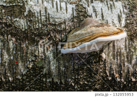 Fomitopsis pinicola, is a stem decay fungus common on softwood and hardwood trees. Its conk fruit body is known as the red-belted conk. The species is common throughout temperate Europe and Asia Fomitopsis pinicola, is a stem decay fungus common on softwood and hardwood trees. Its conk fruit body is known as the red-belted conk. The species is common throughout temperate Europe and Asia 132055953