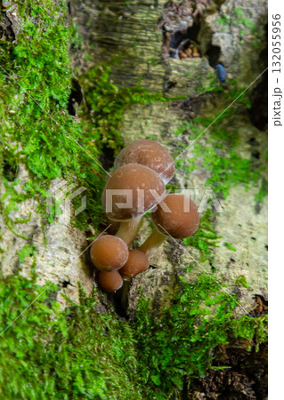 Mushrooms flourish on a decaying log in a forest setting during a humid afternoon, showcasing the beauty of Psathyrella species 132055956