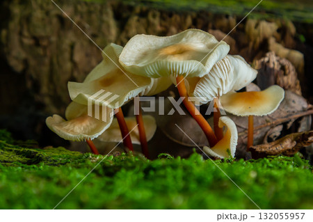Close-up view of Cortinarius rubellus and Gymnopus mushrooms growing on moss-covered forest floor during autumn season 132055957