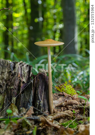 Oudemansiella radicata mushroom grows from a decaying stump in a vibrant green forest during summer 132055964