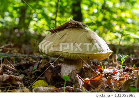 Unique view of Amanita phalloides and Gyroporus cyanescens amidst vibrant forest foliage during a sunny autumn day 132055965