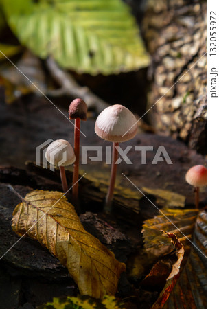 Mushrooms of Amanita phalloides and Mycena galericulata growing on decaying wood amidst autumn foliage 132055972