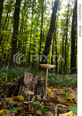 Mushroom Oudemansiella radicata growing on a tree stump in a lush green forest during sunlight 132055982