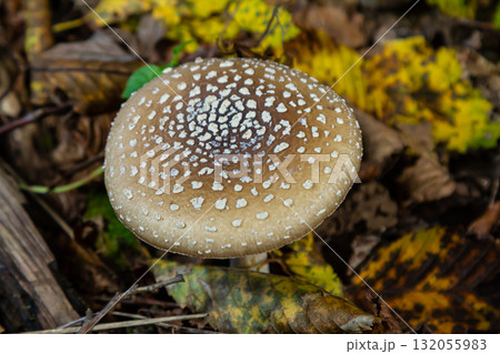 The Amanita pantherina, or the Panther Cap, a beautiful and iconic mushroom. A muted relative of the Amanita muscaria or fly agaric, its cap features a bold pattern 132055983