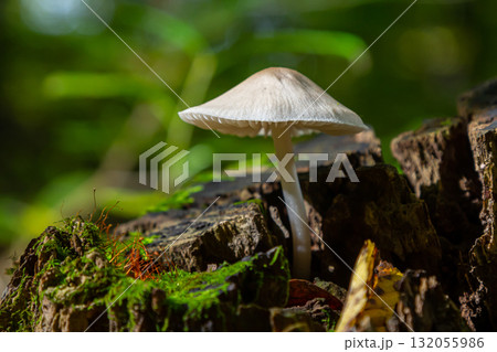 Psathyrella mushroom growth on mossy wood in a lush forest during late afternoon light, showcasing delicate details and vibrant green surroundings Psathyrella mushroom growth on mossy wood in a lush forest during late afternoon light, showcasing delicate details and vibrant green surroundings 132055986