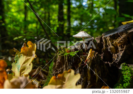 Mushroom growing on a decaying log in a forest clearing during a sunny afternoon in autumn with vibrant leaves scattered around Mushroom growing on a decaying log in a forest clearing during a sunny afternoon in autumn with vibrant leaves scattered around 132055987