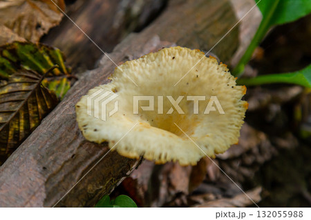 Unique view of Amanita phalloides and Neofavolus alveolaris in a forest setting during the summer season Unique view of Amanita phalloides and Neofavolus alveolaris in a forest setting during the summer season 132055988