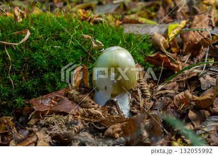 Unique appearance of Amanita phalloides mushrooms growing among grass and foliage in a natural woodland setting during autumn Unique appearance of Amanita phalloides mushrooms growing among grass and foliage in a natural woodland setting during autumn 132055992
