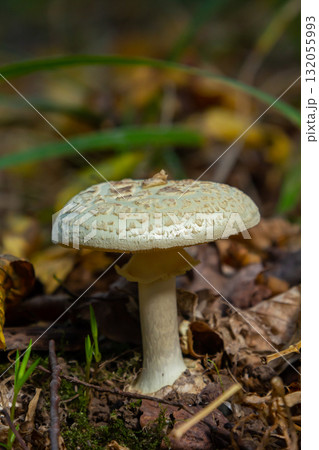 Unique features of Amanita citrina found in leaf litter during autumn in a forest setting Unique features of Amanita citrina found in leaf litter during autumn in a forest setting 132055993