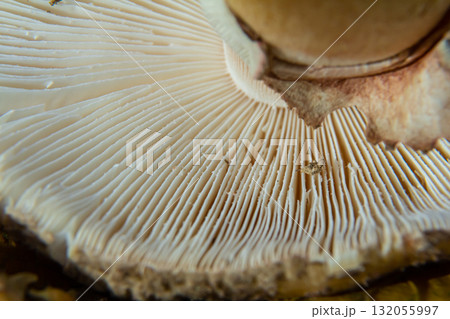 Close-up view of mushroom gills, linear patterns in soft creamy tones, copy space Close-up view of mushroom gills, linear patterns in soft creamy tones, copy space 132055997