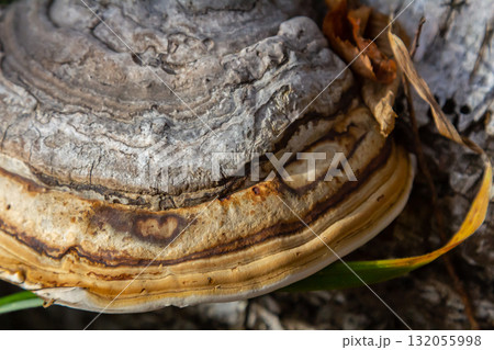Fomitopsis pinicola, is a stem decay fungus common on softwood and hardwood trees. Its conk fruit body is known as the red-belted conk. The species is common throughout temperate Europe and Asia 132055998