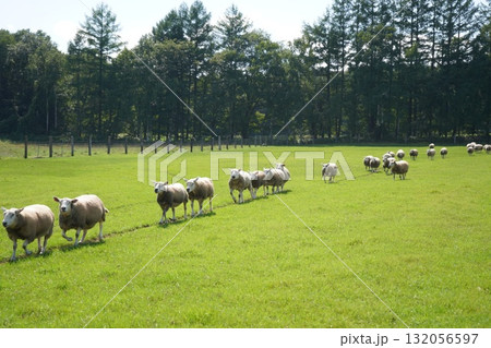 羊の行進 132056597