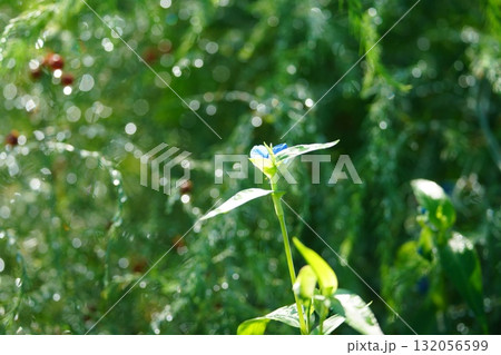 朝露にきらめくアスパラの葉 132056599