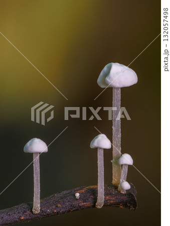 A tiny mushrooms with delicate caps grow on branch in lush forest environment 132057498