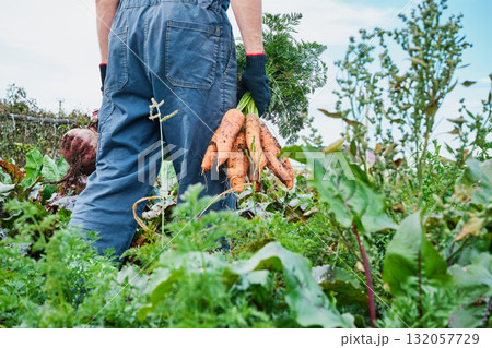 Faceless farmer walks through the garden with freshly dug carrots and beets 132057729