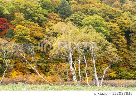 群馬県片品村 尾瀬ヶ原から望む紅葉 群馬県片品村 尾瀬ヶ原から望む紅葉 132057839