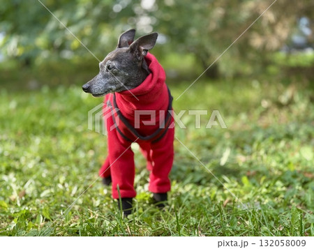 An elderly leftie in a red suit on a walk in autumn An elderly leftie in a red suit on a walk in autumn 132058009
