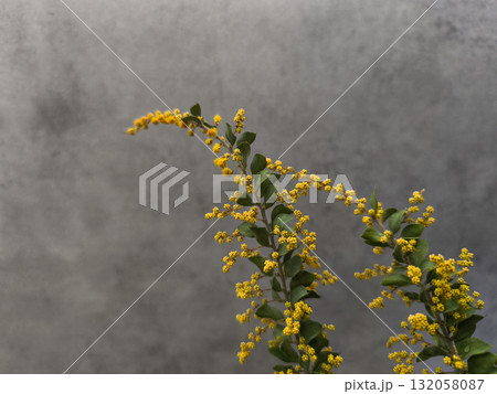 Sprig of mimosa flowers blooming on gray background copy space 132058087
