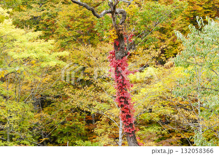 群馬県片品村鳩待峠に向かう登山道から望む紅葉 群馬県片品村鳩待峠に向かう登山道から望む紅葉 132058366