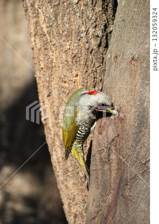アオゲラ アオゲラ 132059324