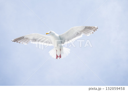 大きな羽を広げて飛ぶウミネコと青空 大きな羽を広げて飛ぶウミネコと青空 132059458