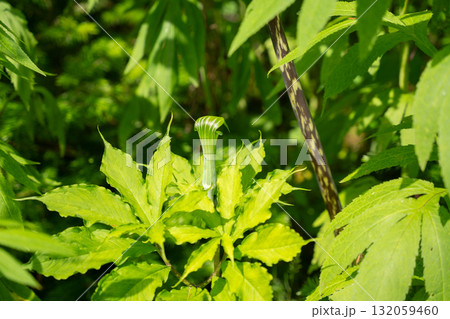 マムシグサの新緑と自然光 132059460