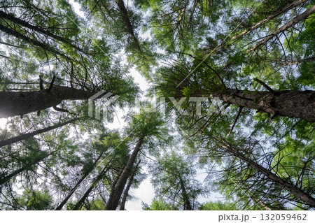 下から見上げた木々と空の風景 下から見上げた木々と空の風景 132059462