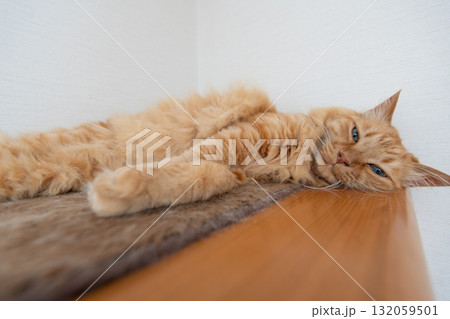 部屋の中でくつろぐ可愛い猫 茶トラ猫 部屋の中でくつろぐ可愛い猫 茶トラ猫 132059501