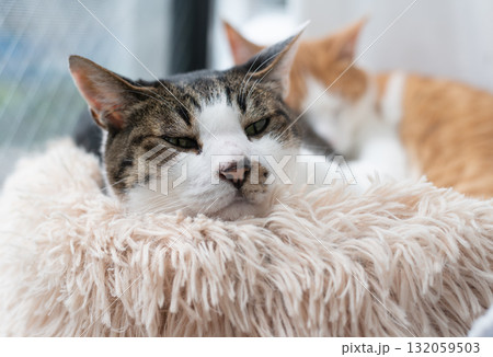 窓辺でくつろぐ猫 キジトラ白 窓辺でくつろぐ猫 キジトラ白 132059503