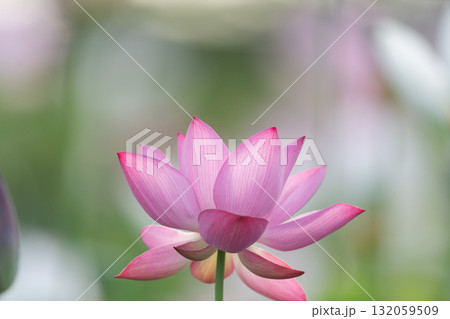 蓮の花 132059509