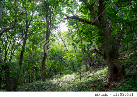 光差し込む美しい森の風景 132059511